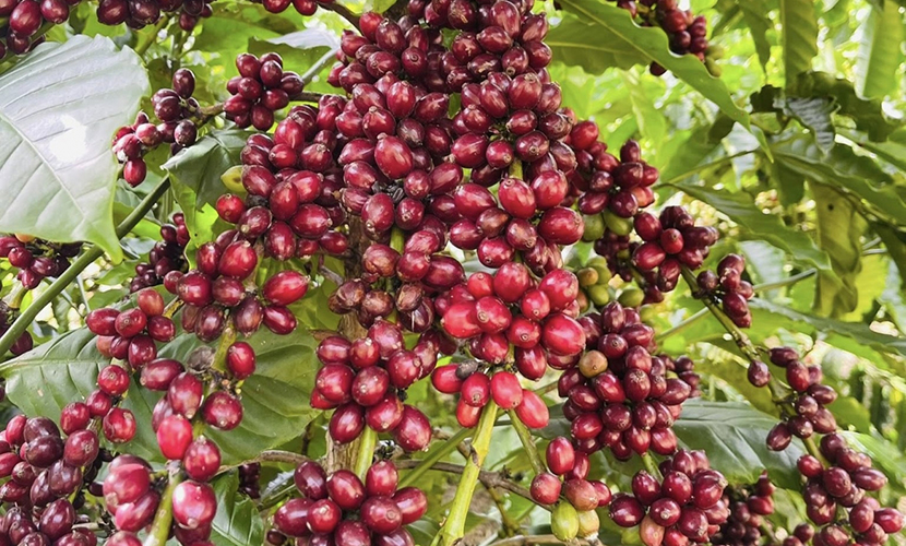 Vietnamese coffee exports