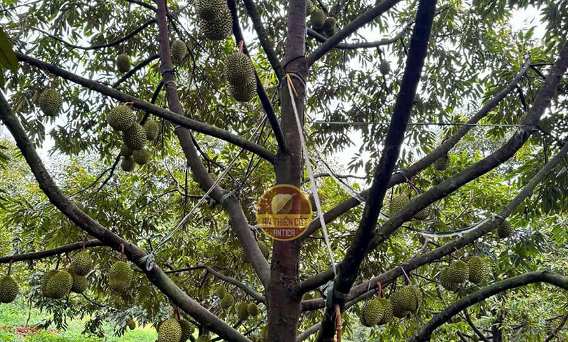 Vietnamese durian tree