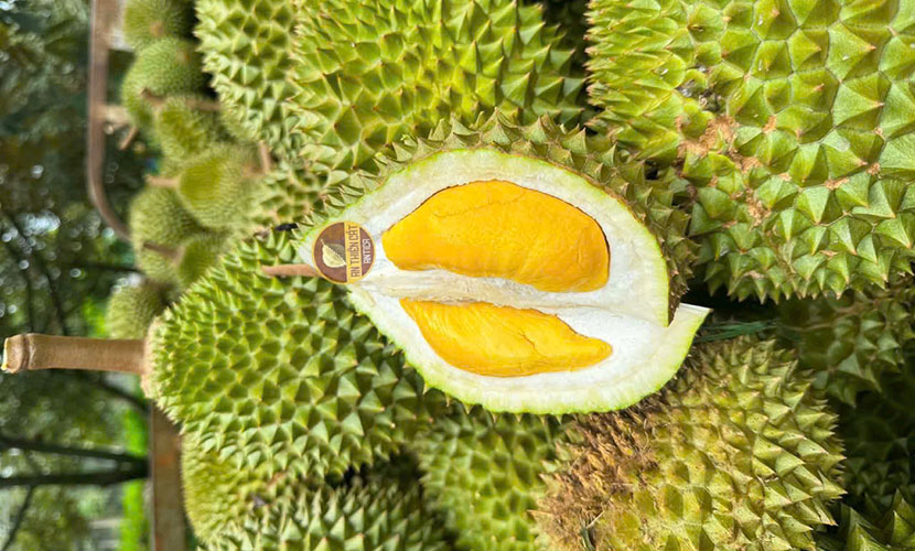 Vietnamese durian