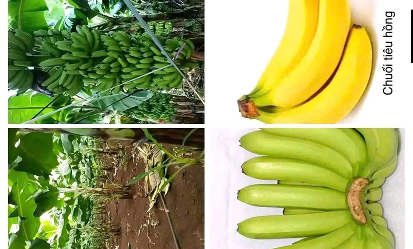Vietnamese exported bananas