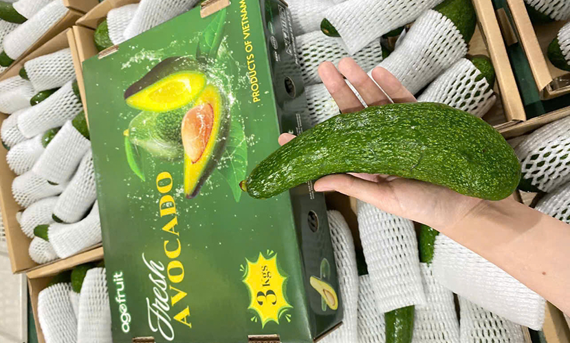 Vietnamese fresh avocado