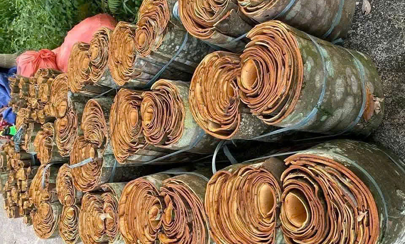 Vietnamese fresh cinnamon