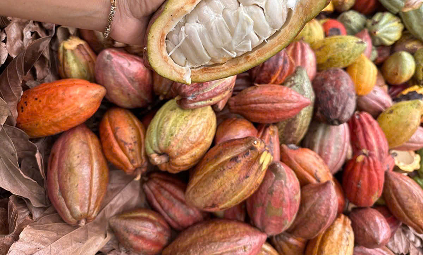 Vietnamese fresh cocoa