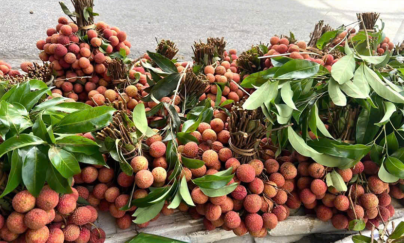 Vietnamese fresh lychees