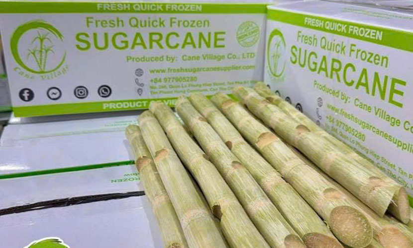 Vietnamese fresh sugarcane