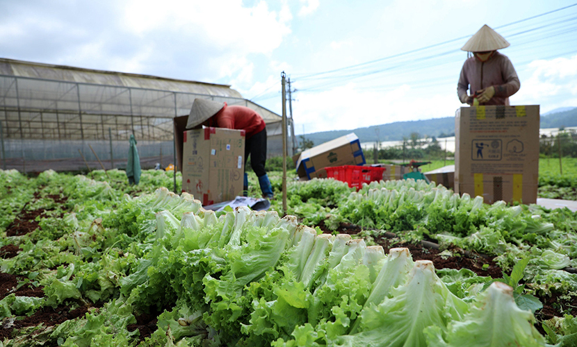 Vietnamese fresh vegetable farm