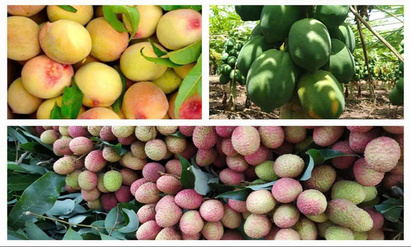 Vietnamese fruit and vegetable exports