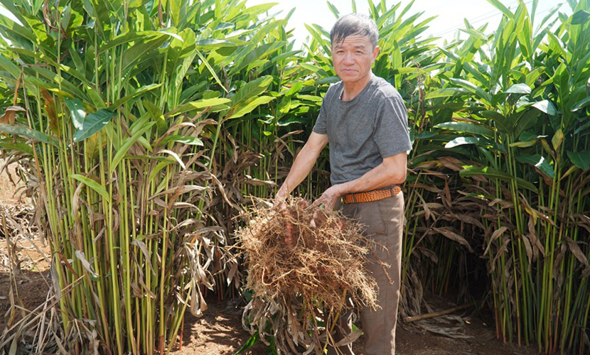Vietnamese galangal farm