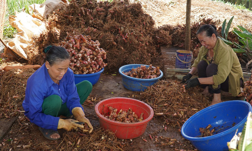 Vietnamese galangal processing