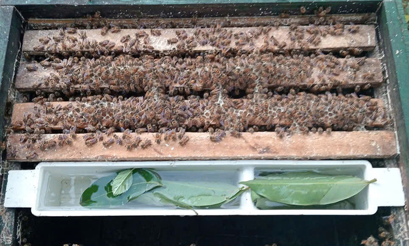 Vietnamese honey bees