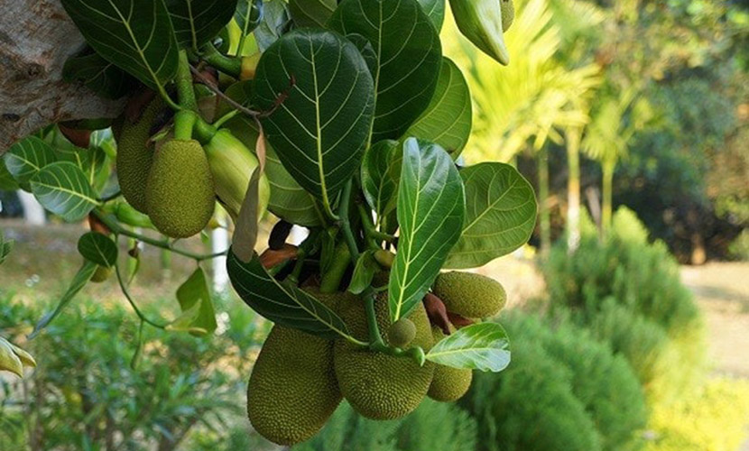 Vietnamese jackfruit trees