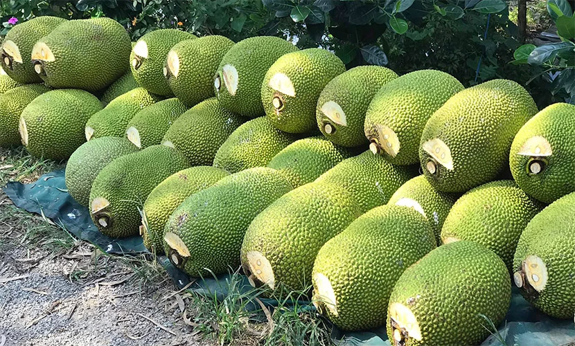 Vietnamese jackfruit