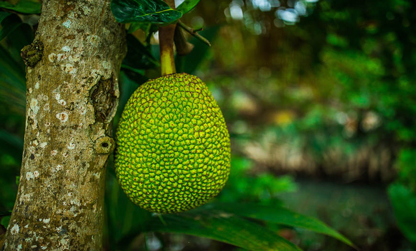 Jackfruits from Vietnam