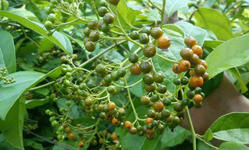 Jiaogulan (Xa Den) from Vietnam