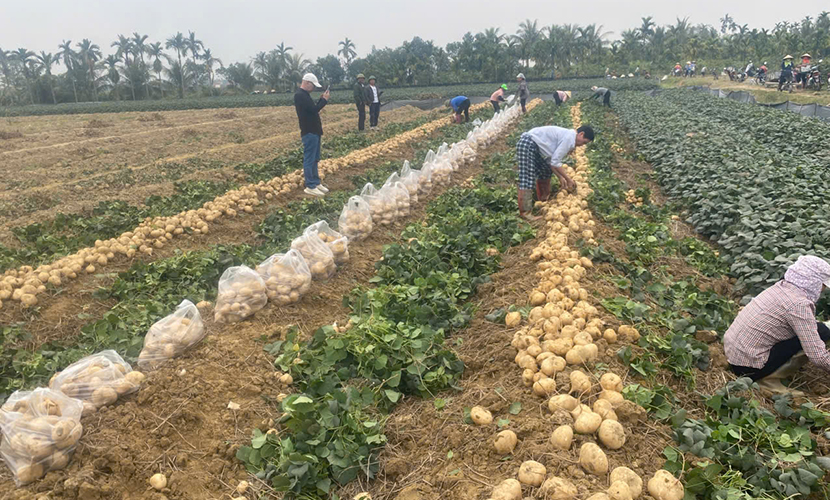 Vietnamese jicama cultivation