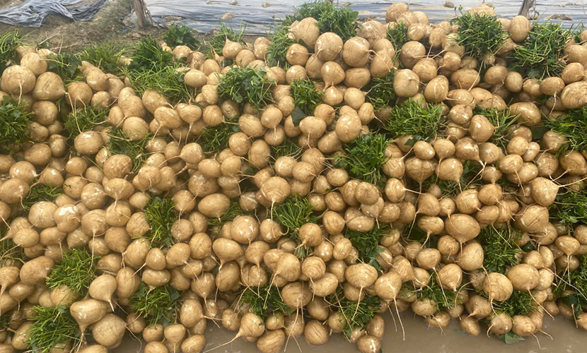 Vietnamese jicama