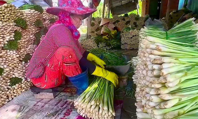 Vietnamese lemongrass