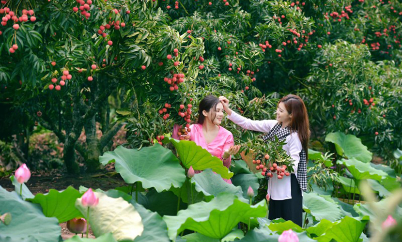 Vietnamese lychee farm