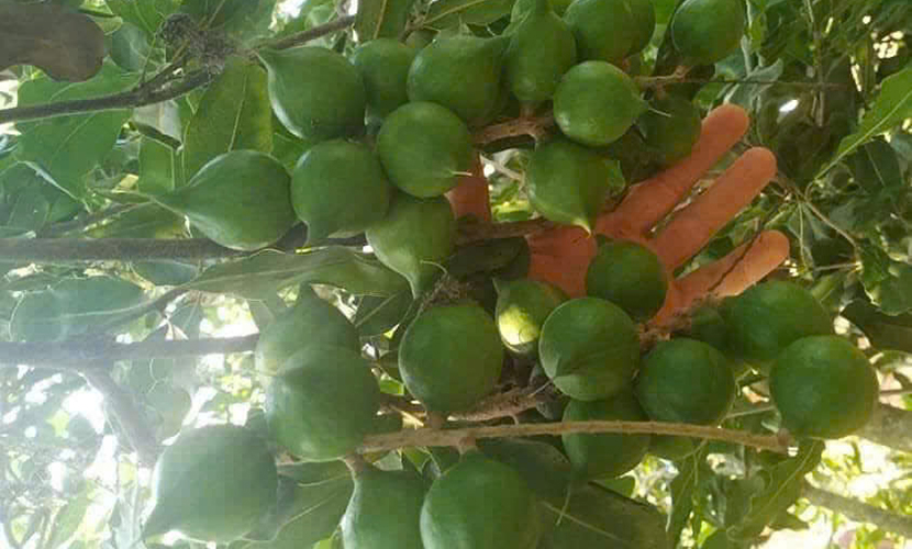 Vietnamese macadamia cultivation