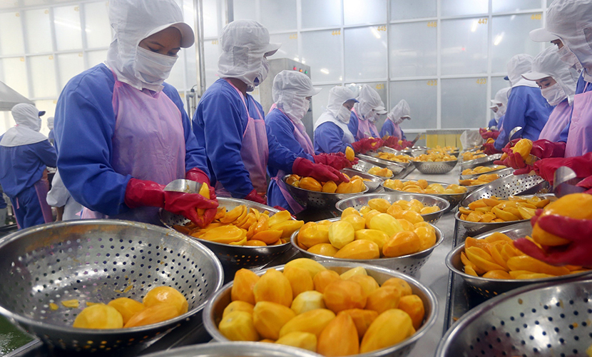 Vietnamese mango factory