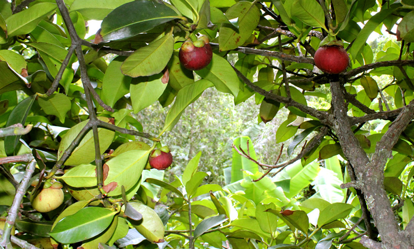 Vietnamese mangosteen tree
