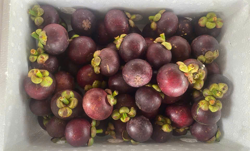 Vietnamese mangosteen