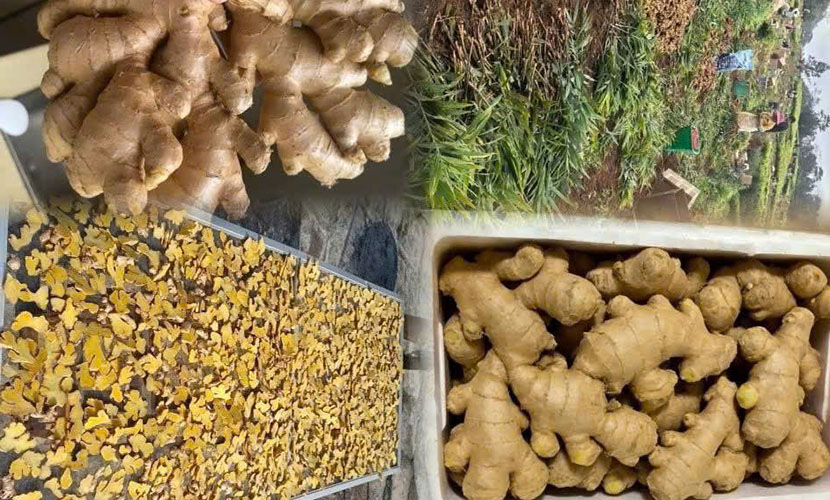 Vietnamese organic ginger for export