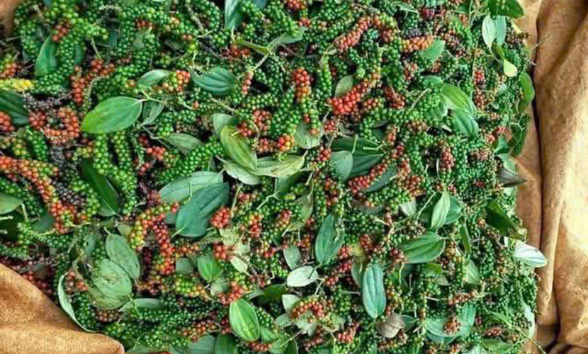 Vietnamese pepper