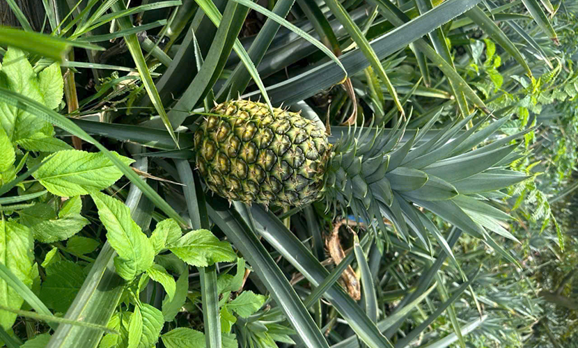 Vietnamese pineapples