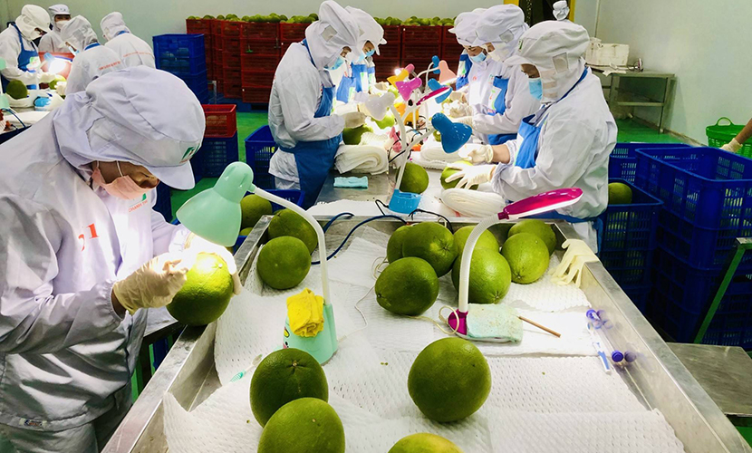 Vietnamese pomelo exports