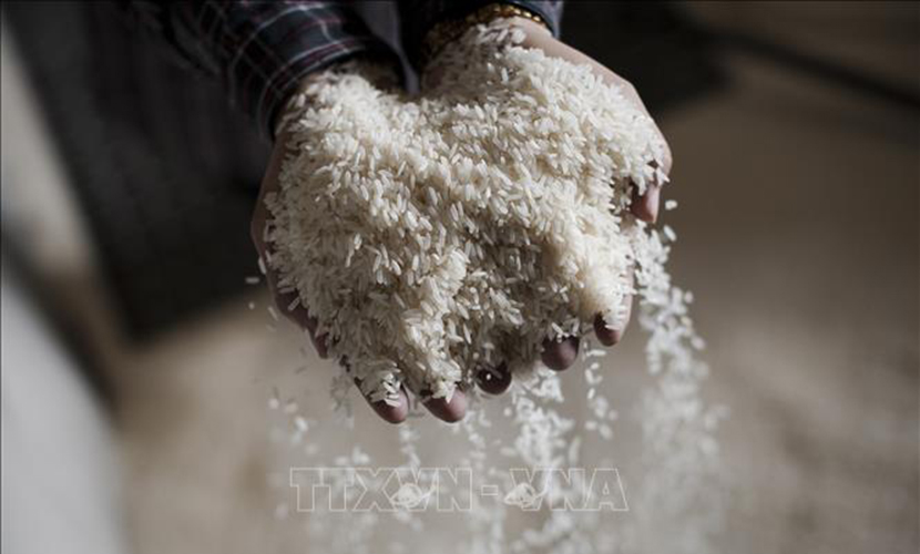 Vietnamese rice exports