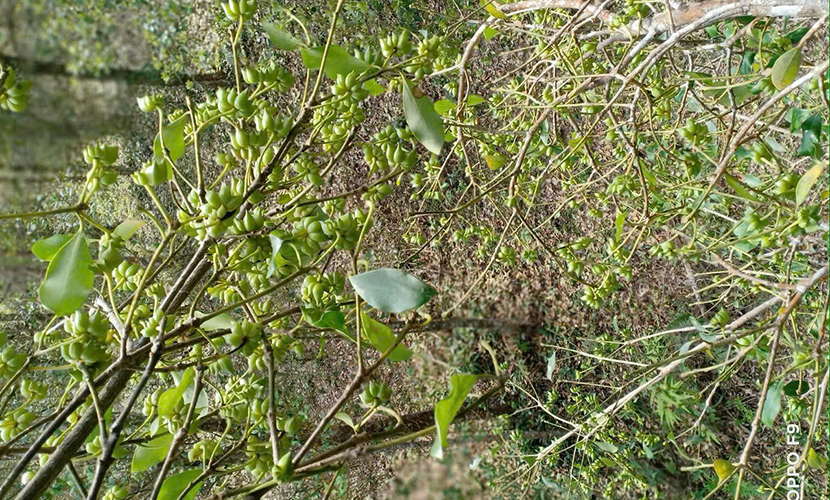 Vietnamese star anise forest