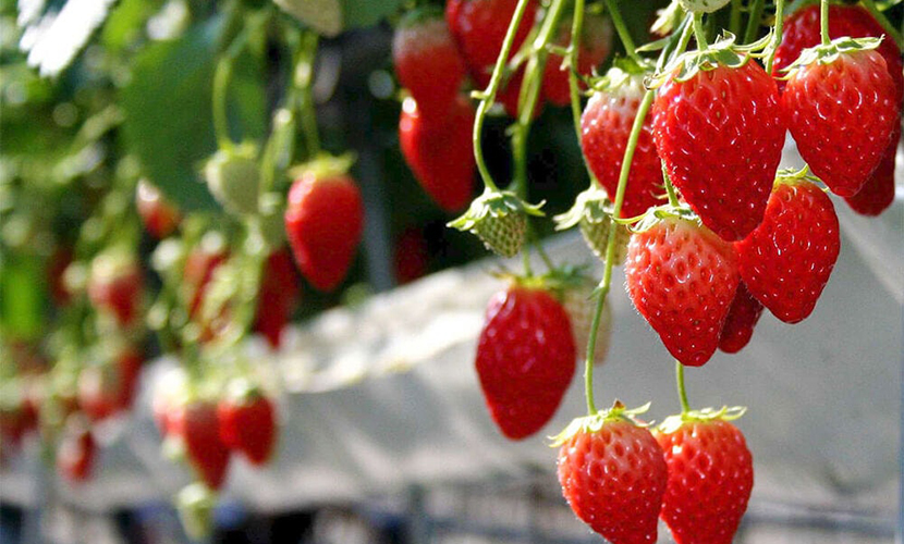 Vietnamese strawberry