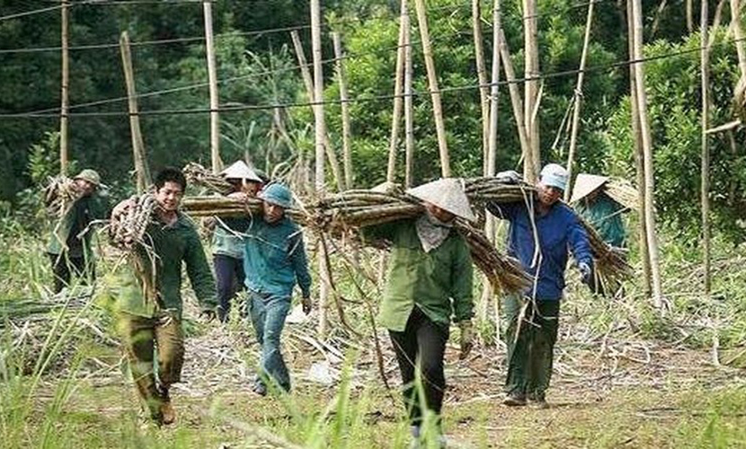 Vietnamese sugarcane harvest