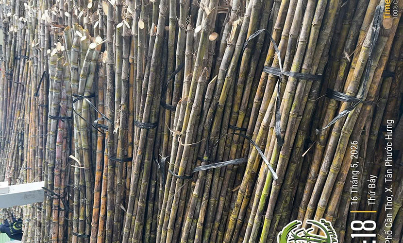 Vietnamese sugarcane trees