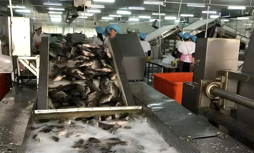 Vietnamese tilapia factory