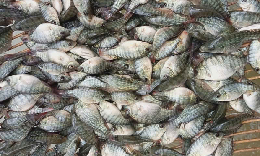 Vietnamese tilapia materials