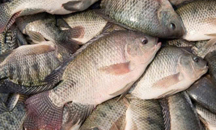 Vietnamese tilapia