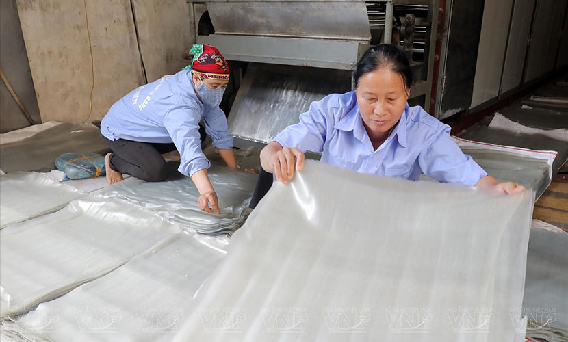 Vietnamese vermicelli and noodle facility