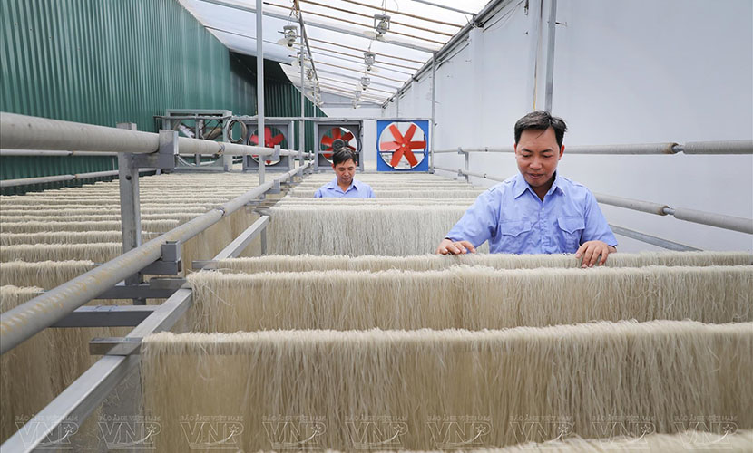 Vietnamese vermicelli and noodle production