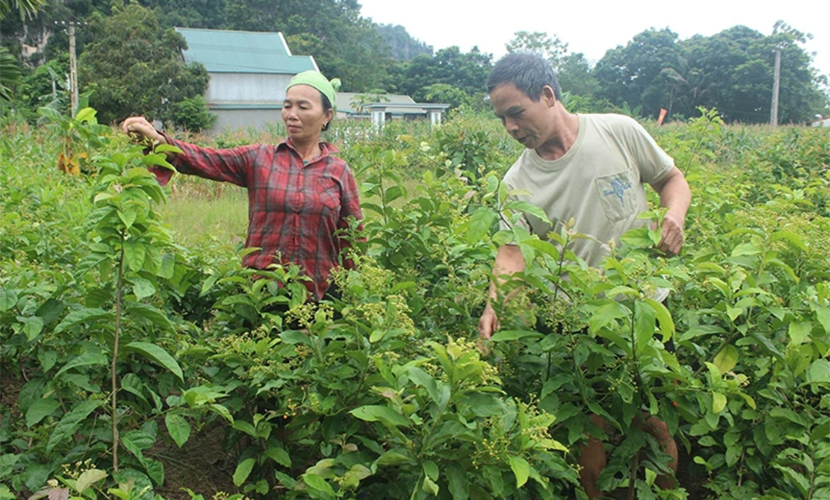 Vietnamese Xa Den farm