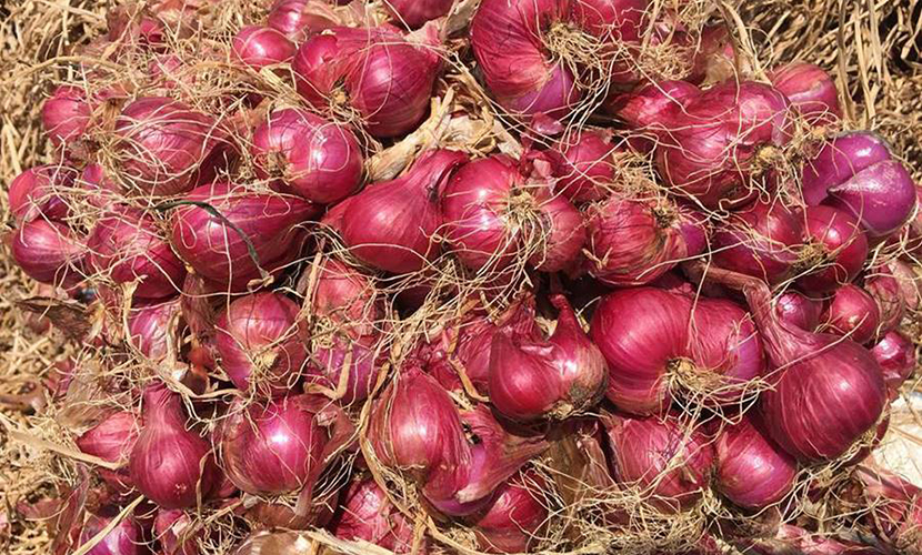Vinh Chau shallots
