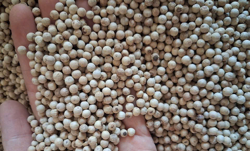 White pepper from Vietnam
