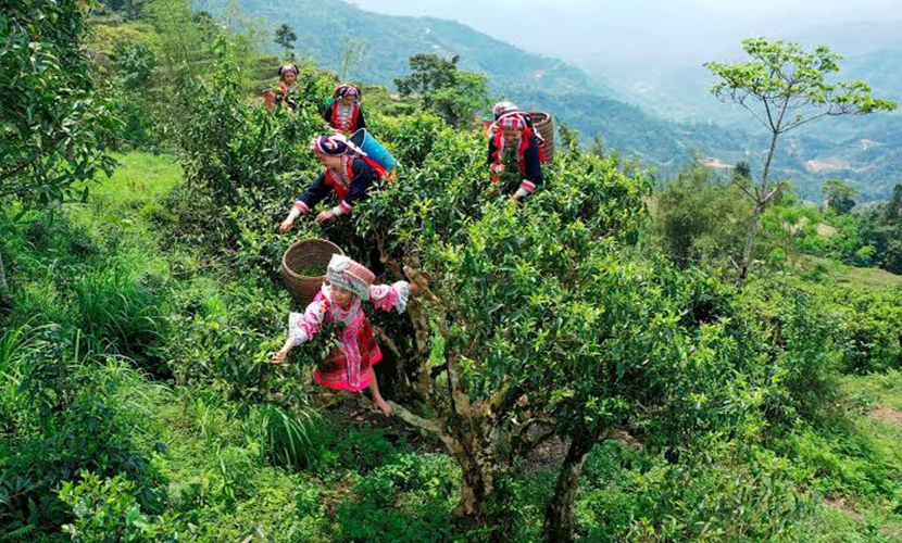 Ancient Shan Tuyết tea tree