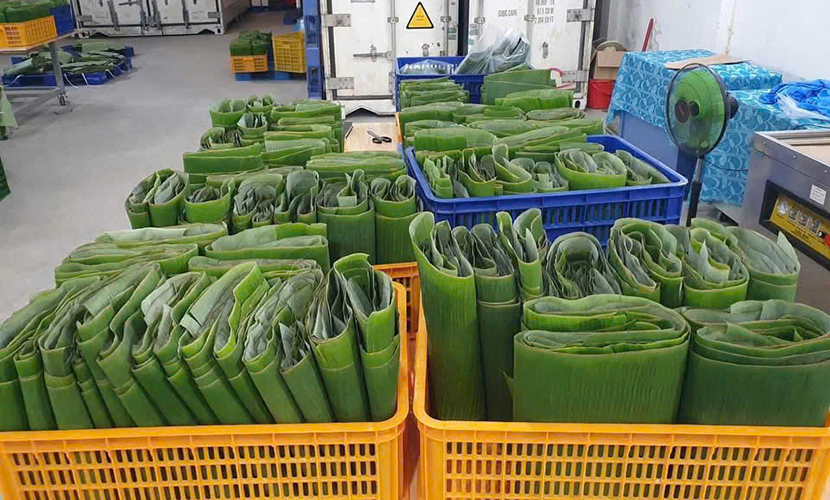 Banana leaves from Vietnam