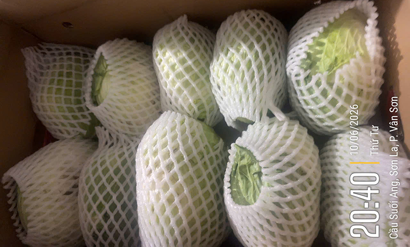Chinese cabbage exports