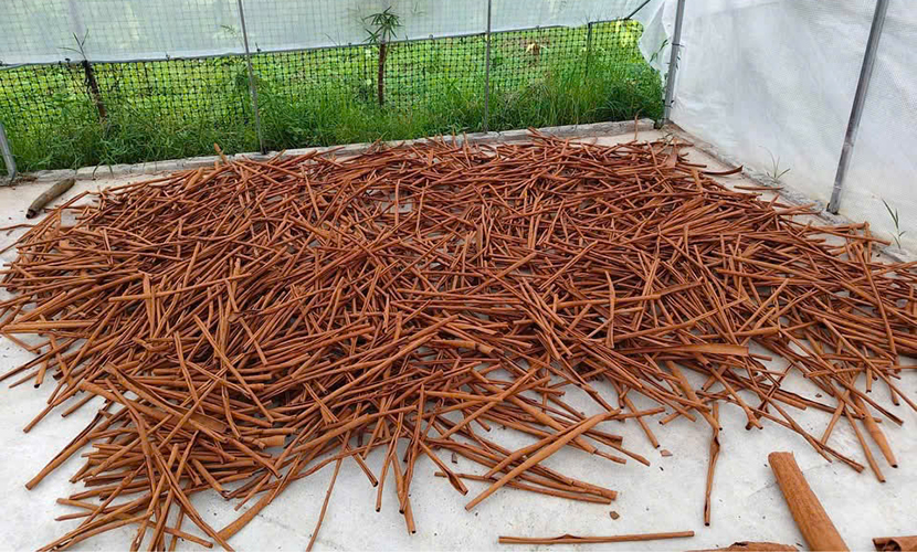 Cinnamon cassia sticks from Vietnam