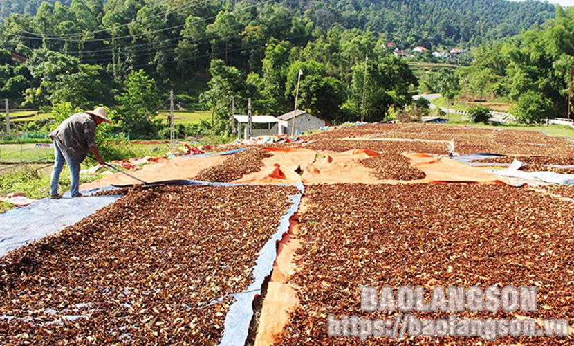 Drying Vietnamese star anise