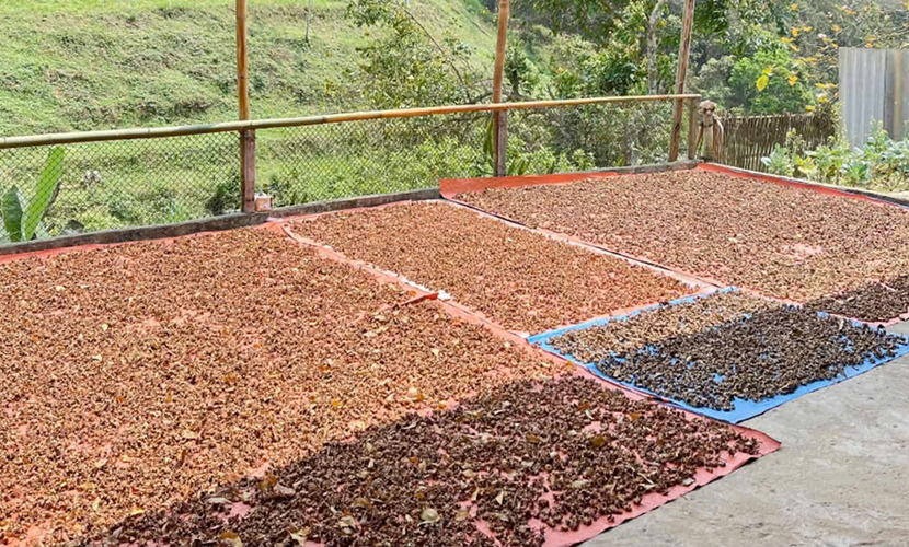 Drying Vietnamese star anise