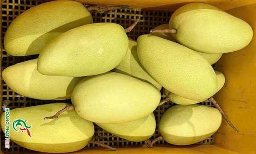 Export-quality Vietgap mangoes